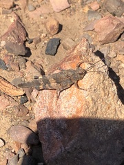 Trimerotropis fontana