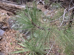 Pinus arizonica
