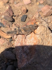 Trimerotropis fontana