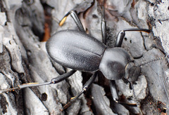 Coelocnemis dilaticollis