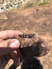 Trimerotropis fontana