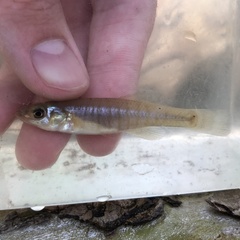 Fundulus diaphanus diaphanus