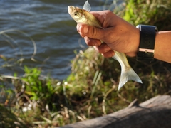 Odontesthes bonariensis