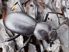 Coelocnemis dilaticollis