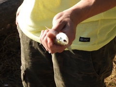 Odontesthes bonariensis