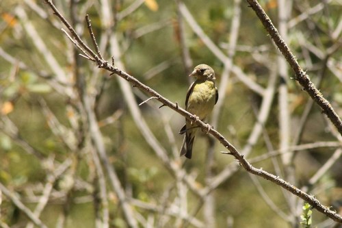 iNaturalist observation photo of Lesser Goldfinch