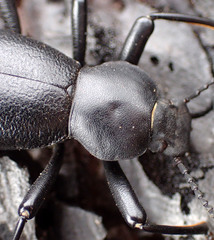 Coelocnemis dilaticollis