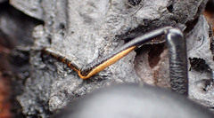 Coelocnemis dilaticollis