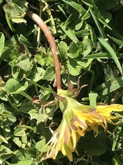 Taraxacum officinale