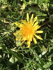 Taraxacum officinale