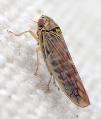 Colladonus geminatus