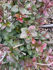 Vaccinium ovatum