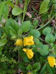 Lysimachia remota