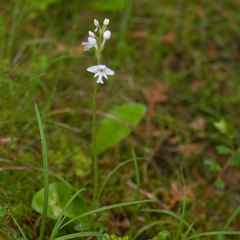 Galearis rotundifolia