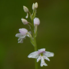 Galearis rotundifolia