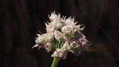 Allium marvinii