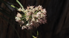 Allium marvinii