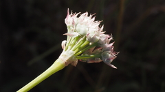 Allium marvinii