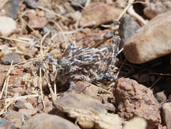 Phrynotettix robustus