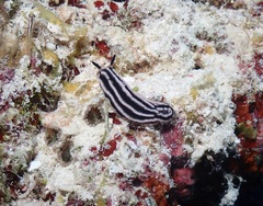 Phyllidiella rosans