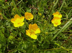 Ranunculus multifidus