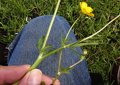 Ranunculus multifidus