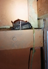 Myotis chiloensis