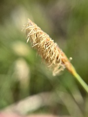 Carex meadii