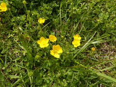 Ranunculus multifidus