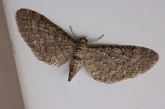 Eupithecia columbiata