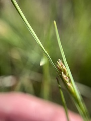 Carex meadii