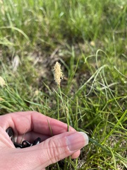 Carex meadii