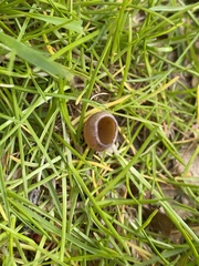 Sclerotinia