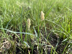 Carex meadii