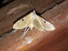 Lygropia