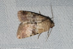 Properigea continens