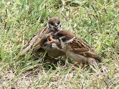 Passer montanus