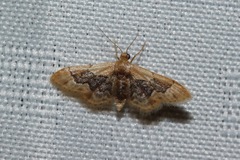 Idaea gemmata