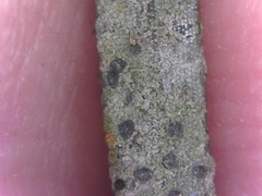 Scoliciosporum