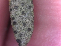 Scoliciosporum