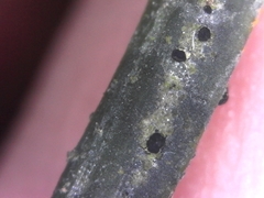 Scoliciosporum