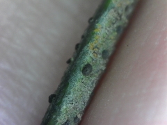 Scoliciosporum