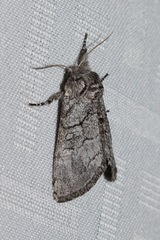 Pseudopanthea palata