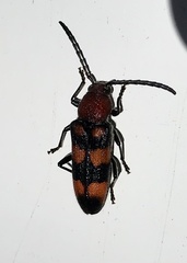 Zagymnus clerinus