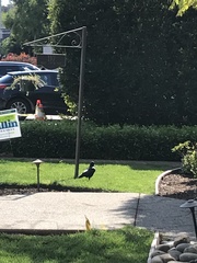 Corvus brachyrhynchos