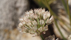 Allium marvinii