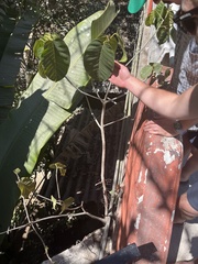 Pseudobombax ellipticum