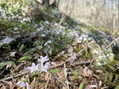 Claytonia caroliniana