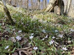 Claytonia caroliniana