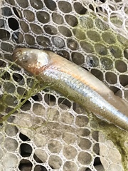 Notropis percobromus